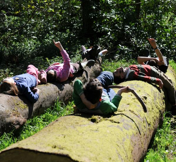 Children lying on a tree