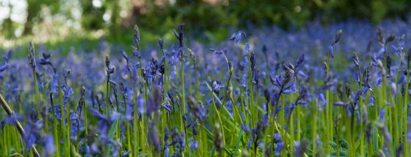 carpet of bluebells