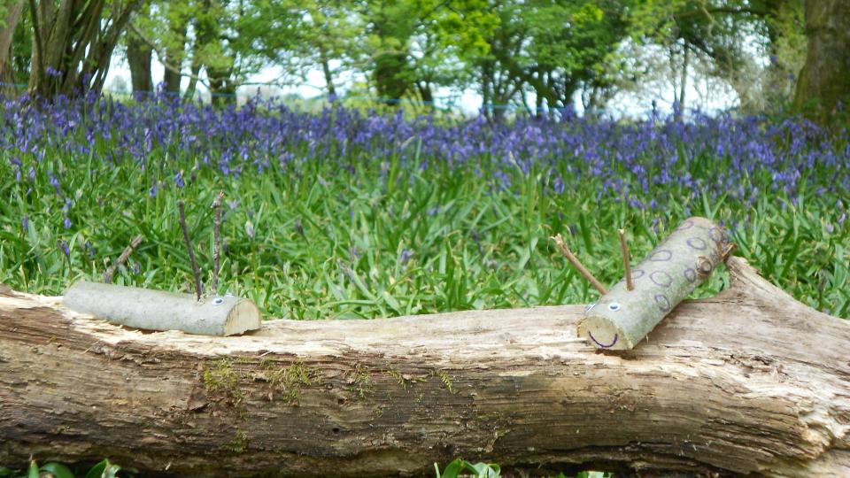 log amongst the bluebells