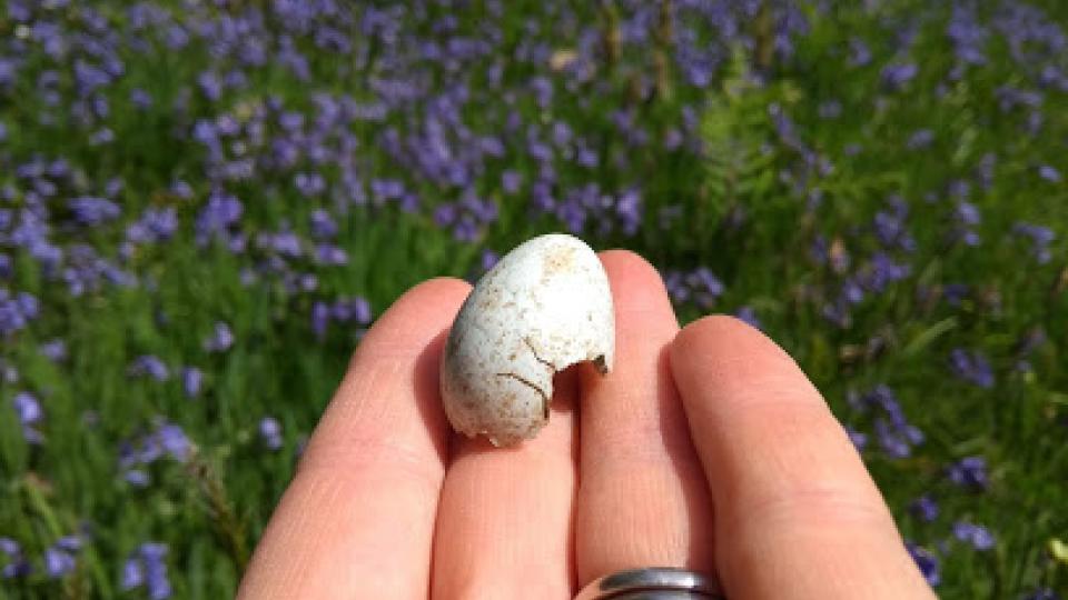 bird egg