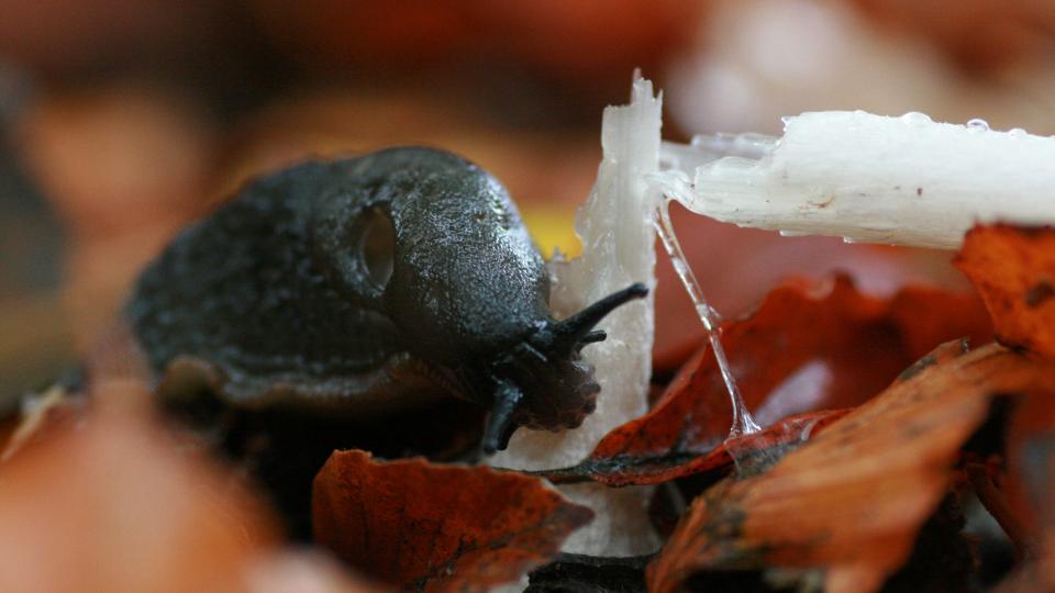 slug feasting on fungi