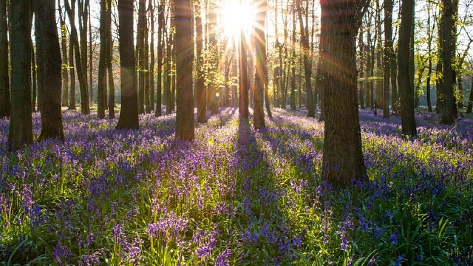 woodland and bluebells