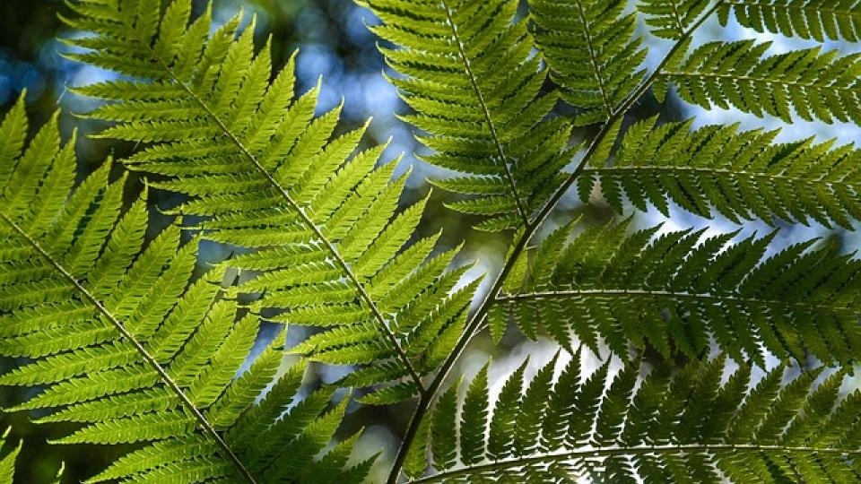 fern